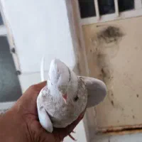 دو عدد کبوتر طوقی هفتزنگ|پرنده|شادگان, |دیوار