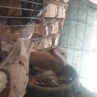 شازده زرد خال سیاه