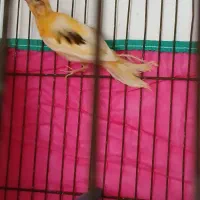 جوجه قناری یسر پرتقالی