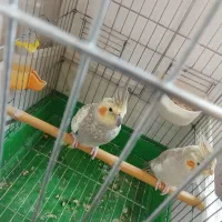 دوعدد عروس هلندی رام نروماده