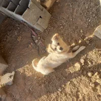 سگ اشپیتز ماده