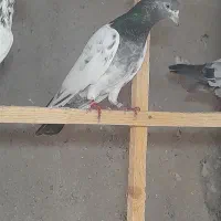 کبوتر پروازی|پرنده|فومن, |دیوار