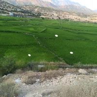 فروش زمین برنج کاری