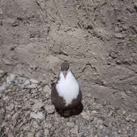مجسمه کبوتر جوجه ریش نر