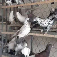 ۲۰ جفت کفتر تهرانی تضمینی