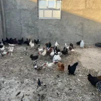 مرغ و خروس کاکولی پاپر و مرغ مینیاتوری|حیوانات مزرعه|ری, شهید بهشتی|دیوار