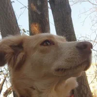 واگذاری سگ گارد و نگهبان