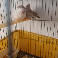 فنج کینگ سهره گلبسر سینه سرخ کبوتر گلدین برزیلی