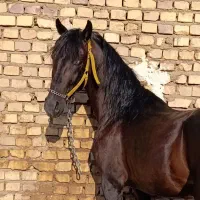 نیازمند سوارکار حرفه ای