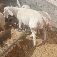 بره قوچی چینی سفید عروسک|حیوانات مزرعه|سیرجان, |دیوار