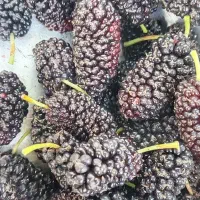 توت وتمشک خوشمزه وخوش رنگ