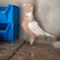 کفتر ابلغ افغانی زرد و سرخ و ابلغ سیاه دم سفید