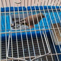 سهره دو رگ جوجه سال|پرنده|اصفهان, جامی|دیوار