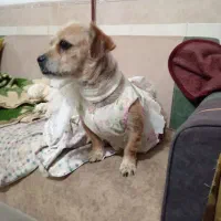 سلام سگ شیتز فلت وتوله معاوضه میکنم با پرنده|سگ|مشهد, رسالت|دیوار