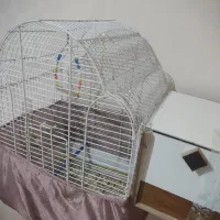 عروس هلندی نر و ماده