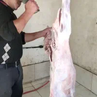 قصاب ،ذبح ،تمیز کردن کله پاچه کز دادن کله پاچه