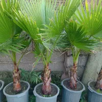 فروش پالم واشنگتن خوش فرم و سالم