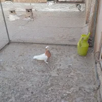 طوقی نر زرد موش پا کاکلی|پرنده|قم, مجیدیه|دیوار