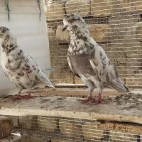یجفت کبوتر نر و ماده پلنک یا قلمکاری کار داده|پرنده|اصفهان, عاشق‌آباد|دیوار