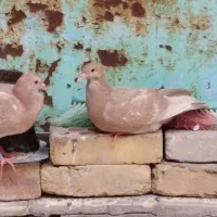 پلاکی جوجه|پرنده|اهواز, زیتون کارگری|دیوار