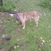 سگ چوپانی زرنگ