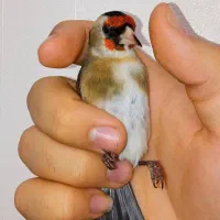 سهره چونه سفید خطی|پرنده|تهران, والفجر (افسریه)|دیوار