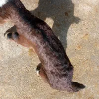 بزغاله شیری|حیوانات مزرعه|جوکار, |دیوار