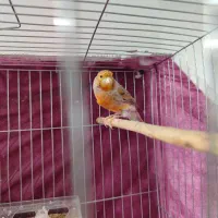 قناری|پرنده|خرمدره, |دیوار