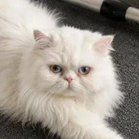 جفت گیری گربه پرشین