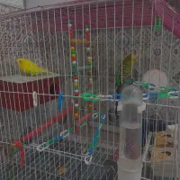 دو عدو مرغ عشق  باقفس و لوازم|پرنده|اسلام‌شهر, شهرک واوان|دیوار