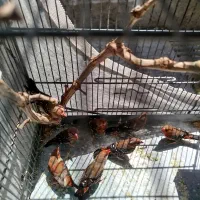 فنچ توت فرنگی گلدین کراواتی|پرنده|تهران, صاحب الزمان|دیوار