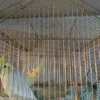 عروس جوان|پرنده|بزینه رود, |دیوار