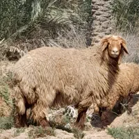 شادکان