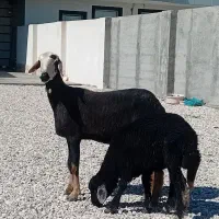 ۲ راس گوسفند بره دار شکم اول با اصالت