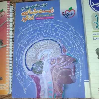 زیست شناسی پینوکیو جامع|لوازم التحریر|فردیس, نگارستان|دیوار