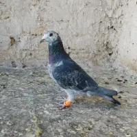 سوسکی .بزک.کرباتی کرمونی|پرنده|تربتحیدریه, باغ ملی|دیوار