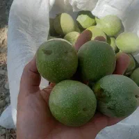 فروش گردوی مرغوب باغی