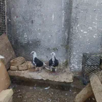 دوکتی پلاکی زرد عراقی|پرنده|شوشتر, |دیوار