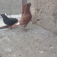 کفتر|پرنده|قائن, |دیوار