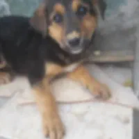 واگذاری سگ|سگ|یزد, |دیوار