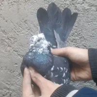 کفتر کله ماستی پرشی