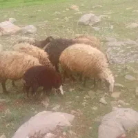 میش و بره گوسفند آبستن