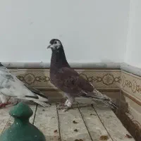 پرنده کفتر پلاکی