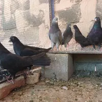 اصفهانی. مفلق. پر|پرنده|شاهین‌شهر, مورچه خورت|دیوار