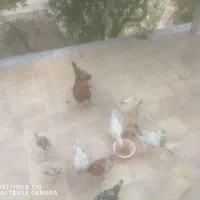 جوجه با تعدادی مرغ