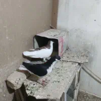کبوتر