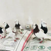 طوقی|پرنده|اهواز, شریعتی جنوبی|دیوار