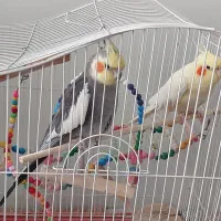 یک جفت عروس هلندی مولد و دوتا جوجه ماده 7 ماهه