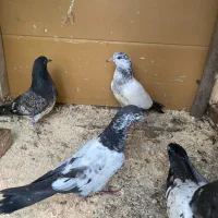 ۲جفت جوجه