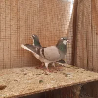 کبوتر. پرنده.دمگیر.بدرنگ